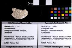 Foto (Objket + Etiketten) von Mundopsidae indet. 